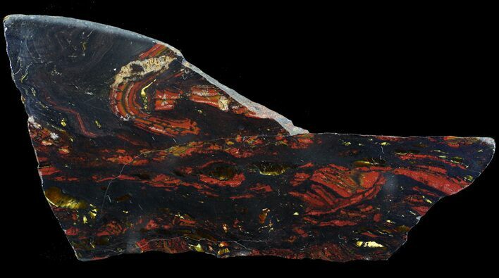 Polished Tiger Iron Stromatolite - ( Billion Years) #65526